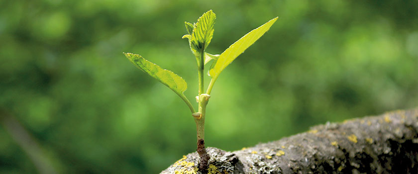 Impact Report 2024: Sustainable investment as relevant as ever